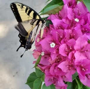 Meet your Posher, Katye